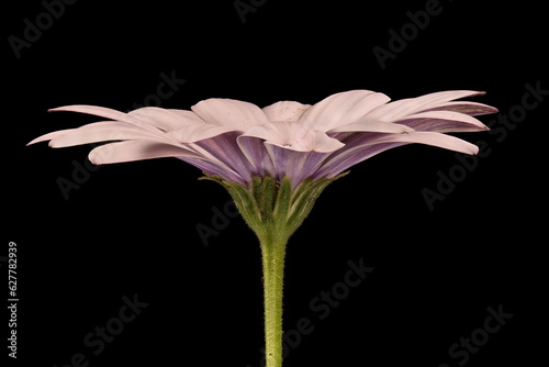 Obraz na plátně Cape Marguerite (Dimorphotheca ecklonis)