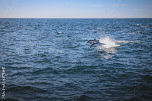 Common dolphins swimming off San Diego coast