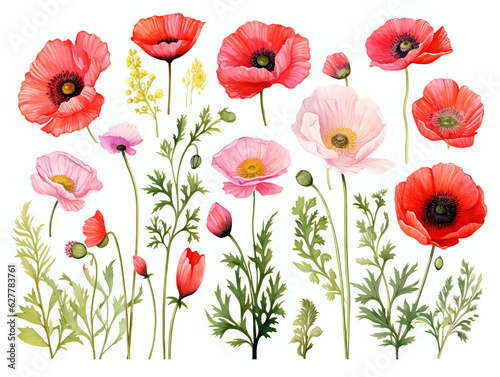 watercolor clipart flowers poppies on a white background, separated © Kinga