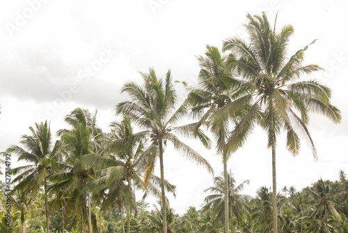 Tall coconut palm trees in Bali, Indonesia