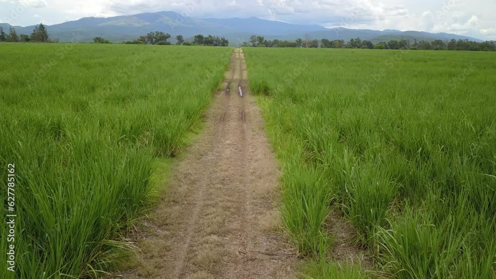 sugarcane cultivation in northwestern Argentina sugarcane cultivation in northwestern Argentina