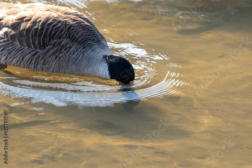 Geese seaching for food on the bottom of the river photo