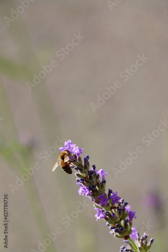 Lavender blossoms and bee in the garden. Selective focus.