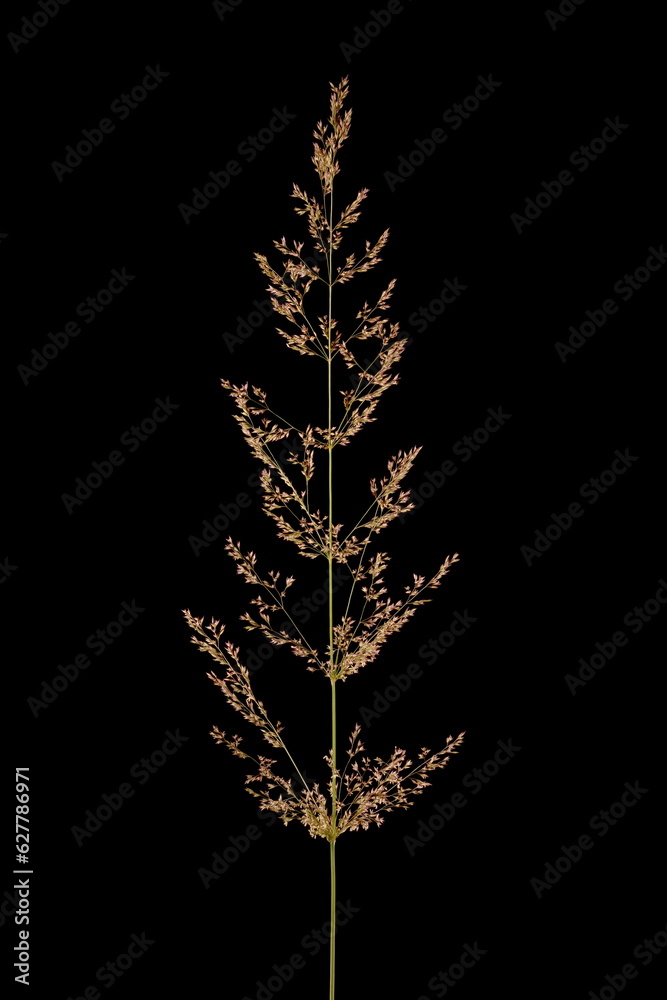 Fototapeta premium Black Bent (Agrostis gigantea). Inflorescence Closeup