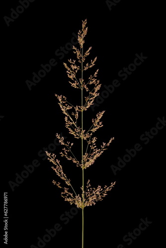 Black Bent (Agrostis gigantea). Inflorescence Closeup