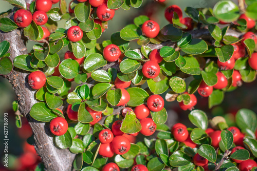Bunches of ripe red berry cotoneaster in autumn garden. Horizontal branch with green young fresh leaves. Ornamental plant used in hedges. Fruit berry bush. Plant for garden art design landscape. photo
