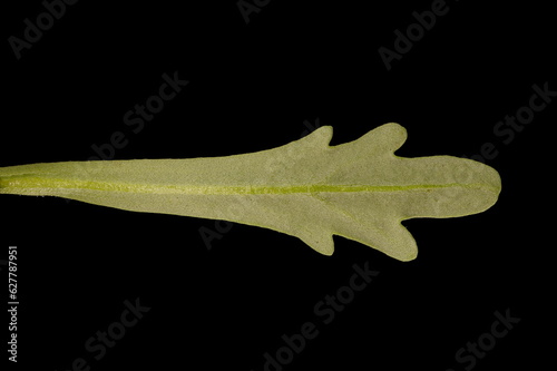 Foto Wild Candytuft (Iberis amara). Leaf Closeup