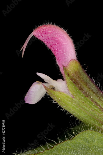 Annual Clary (Salvia viridis). Flower Closeup photo