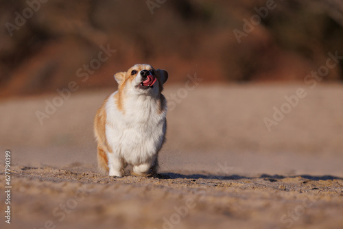 Funny red and white welsh corgi pembroke running on the sandy beach showing a tongue © anya_titanya