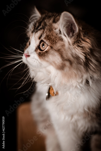 The little cat took a portrait photo with a beautiful moment taken by the Vietnamese pet-loving community