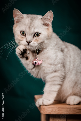 The little cat took a portrait photo with a beautiful moment taken by the Vietnamese pet-loving community