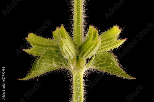 Annual Clary (Salvia viridis). Flower Buds Closeup