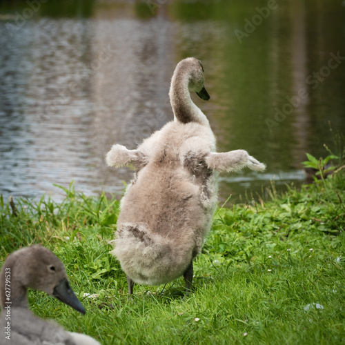 Fototapeta Naklejka Na Ścianę i Meble -  The swan chick (Cygnus olor) stands on  legs and spreads its small wings