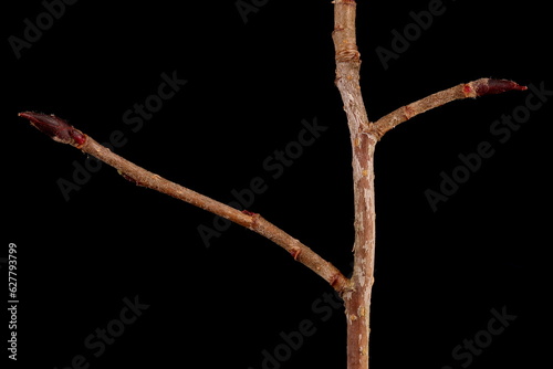 Mitschurin's Chokeberry (x Sorbaronia fallax). Brachyblasts Closeup photo