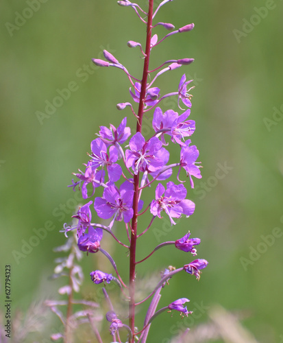 Blooming Sally - wild plant with pink flowers
