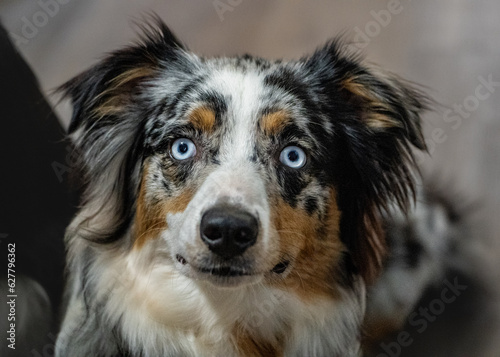 portrait of a dog © Ace