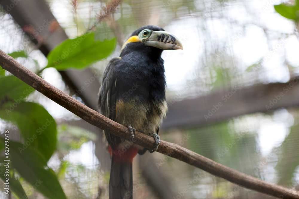 Obraz premium Pied-billed selenidera close-up
