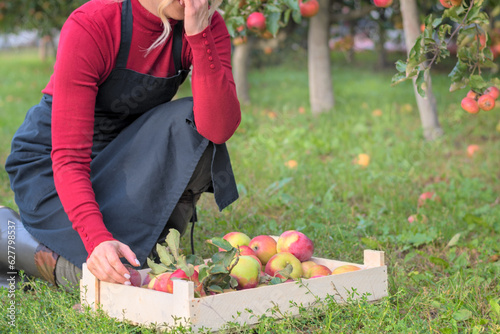 Female farmer harvest apples. Harvest © Viktoryia