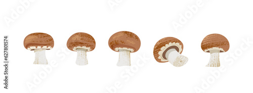 Set of fresh brown champignons on white isolated background. Vector illustration with textures of edible mushrooms of same size on horizontal banner. Side view.