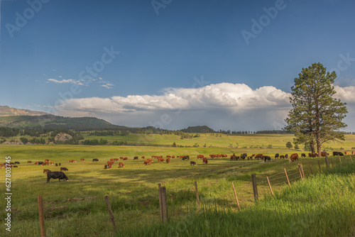 Herd of cattle grazing in a pasture in the mountains with shadows and a storm building in the background