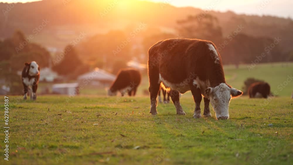 Cows grazing in a field practicing sustainable agriculture on a native ...