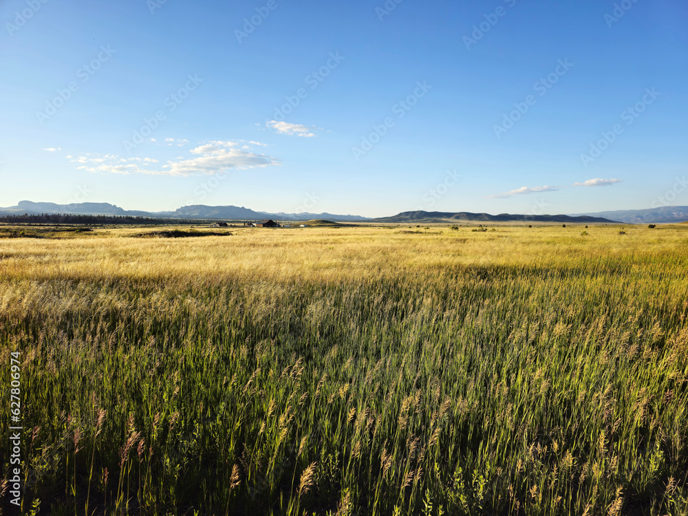 mountain meadow: expanse of green blades of grass with a golden yellow tip. in the background wooden houses, blue sky and mountains