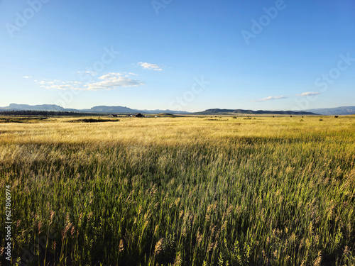 mountain meadow  expanse of green blades of grass with a golden yellow tip. in the background wooden houses  blue sky and mountains