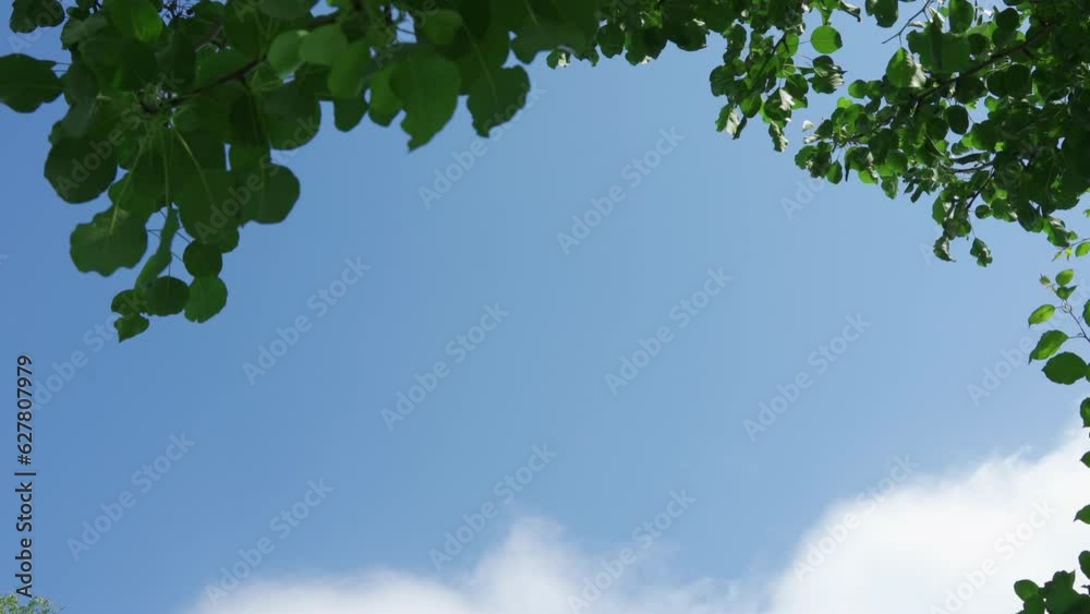 Blue sky with white clouds framed by green leaves on the edges of the frame 