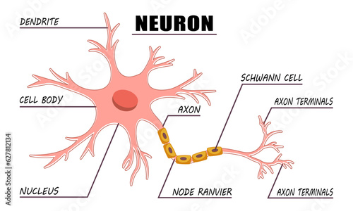 Neuron Anatomy of Human Cell Line Art.