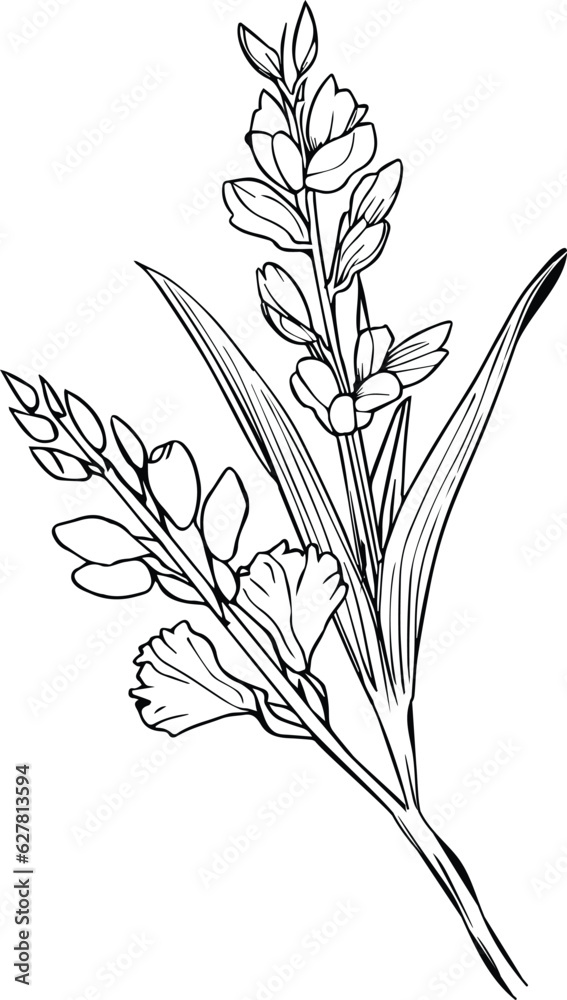 Obraz premium gladiolus line drawings, hand-painted primrose wall art, gladiolus botanical wall art, simple primula drawing, gladiolus stock outline drawing, flower line art