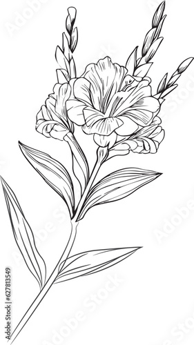 gladiolus flower vector, elements summer collection, hand-painted gladiolus coloring pages, vector sketch, pencil art gladiolus flower, vintage floral design wildflowers with coloring book 