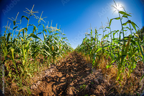 corn field with sky