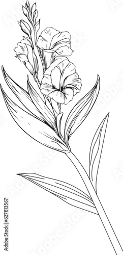 august birth flower, Unique flower coloring pages, Hand-drawn vector illustration of a garden variety of gladiolus and outline illustration, gladiolus Flowers Wall Decor, gladiolus vector drawing