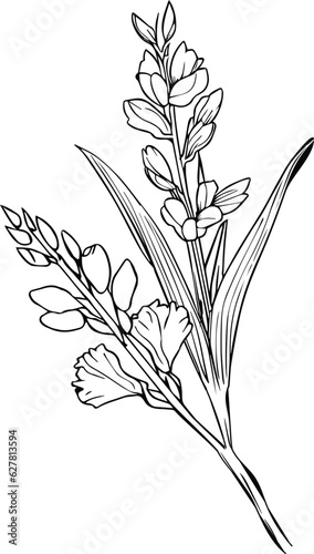 gladiolus line drawings, hand-painted primrose wall art, gladiolus botanical wall art, simple primula drawing, gladiolus stock outline drawing, flower line art