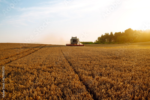 Combine harvester harvesting ripe wheat in the rays of sunset. Harvesting. Image of agriculture.