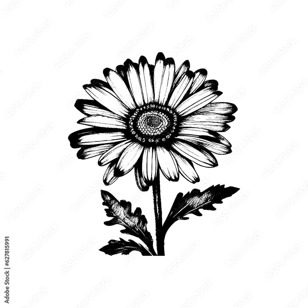 Daisy Flower Bud Black and White Linear Drawing Closeup Vector ...