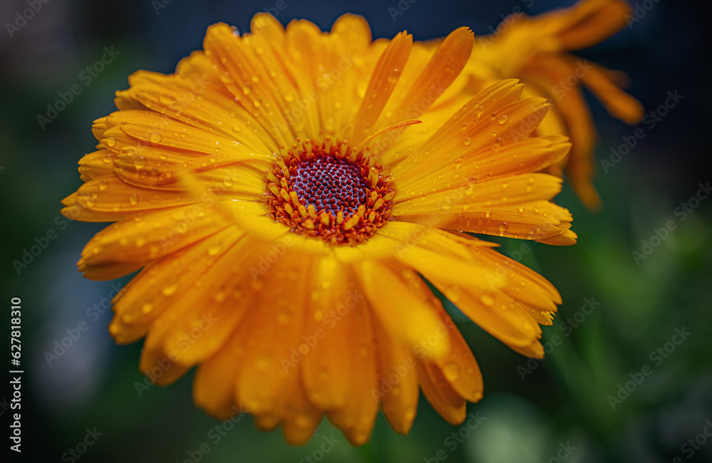 Ringelblume (Calendula officinales) Ringelblume (Calendula officinales)