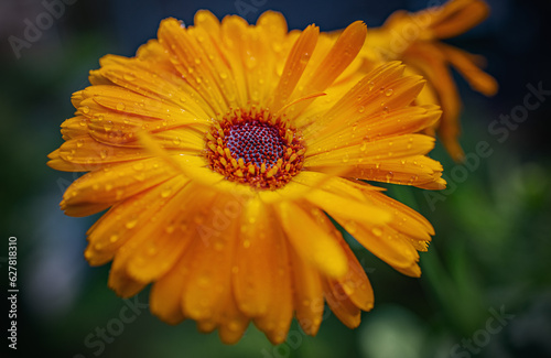 Ringelblume  Calendula officinales 