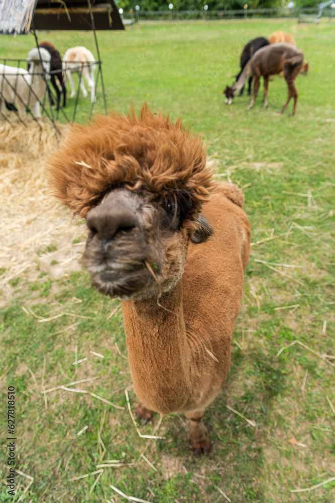 Fototapeta premium Alpaca funny face close up portrait, with funny hair cut in outdoor ranch