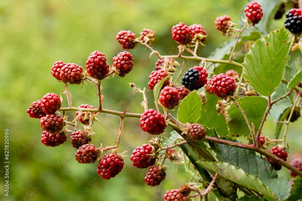 berries on a bush berries on a bush