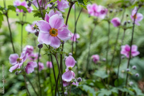 Fototapeta Naklejka Na Ścianę i Meble -  Purple Japanese anemones in an English garden