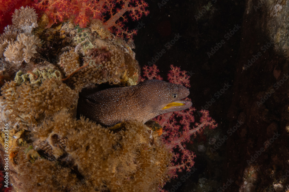 Fototapeta premium Moray eel Mooray lycodontis undulatus in the Red Sea, Eilat Israel 