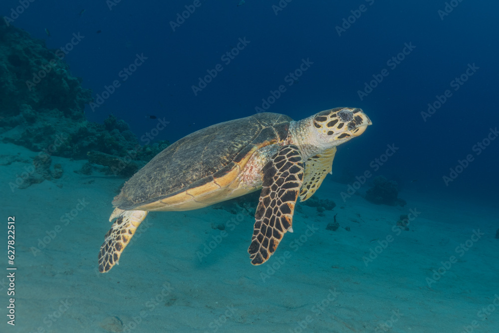 Hawksbill sea turtle in the Red Sea,  Eilat Israel 
