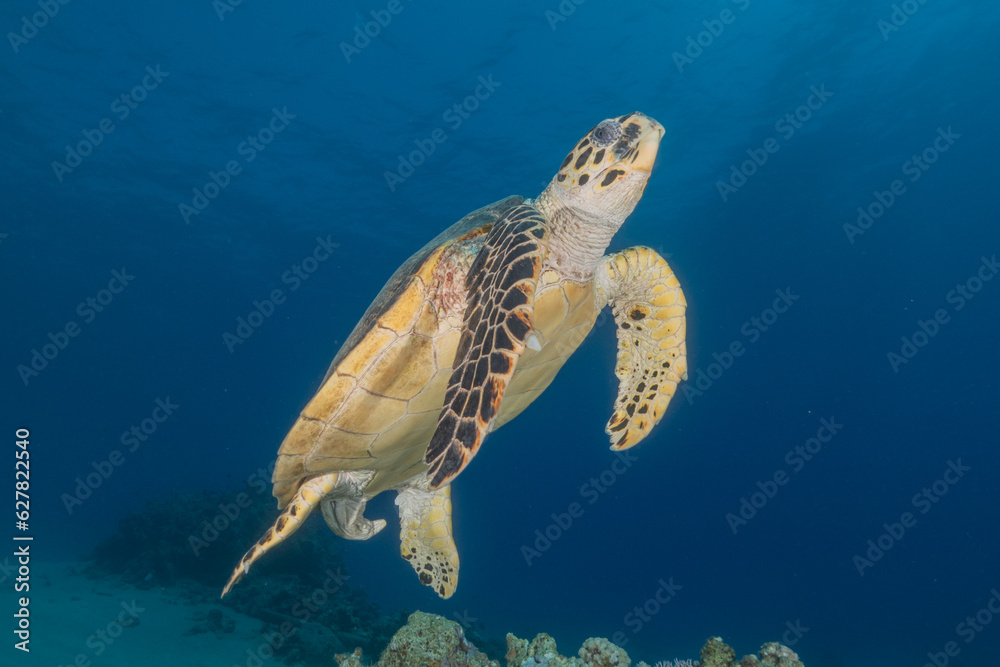 Obraz premium Hawksbill sea turtle in the Red Sea, Eilat Israel 