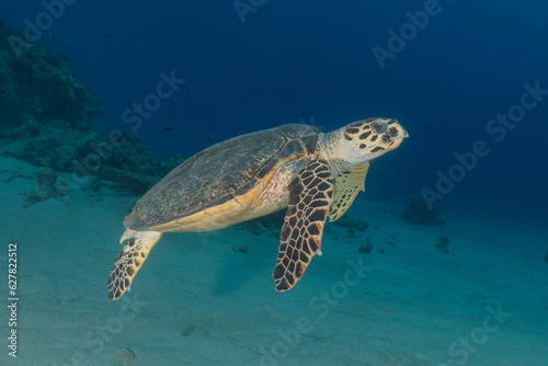 Hawksbill sea turtle in the Red Sea,  Eilat Israel   © yeshaya