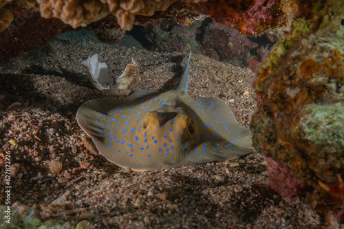 Blue-spotted stingray On the seabed in the Red Sea 