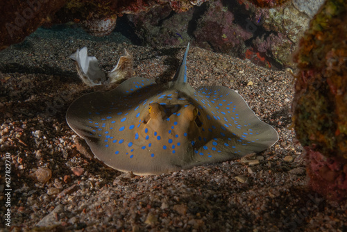 Blue-spotted stingray On the seabed in the Red Sea 