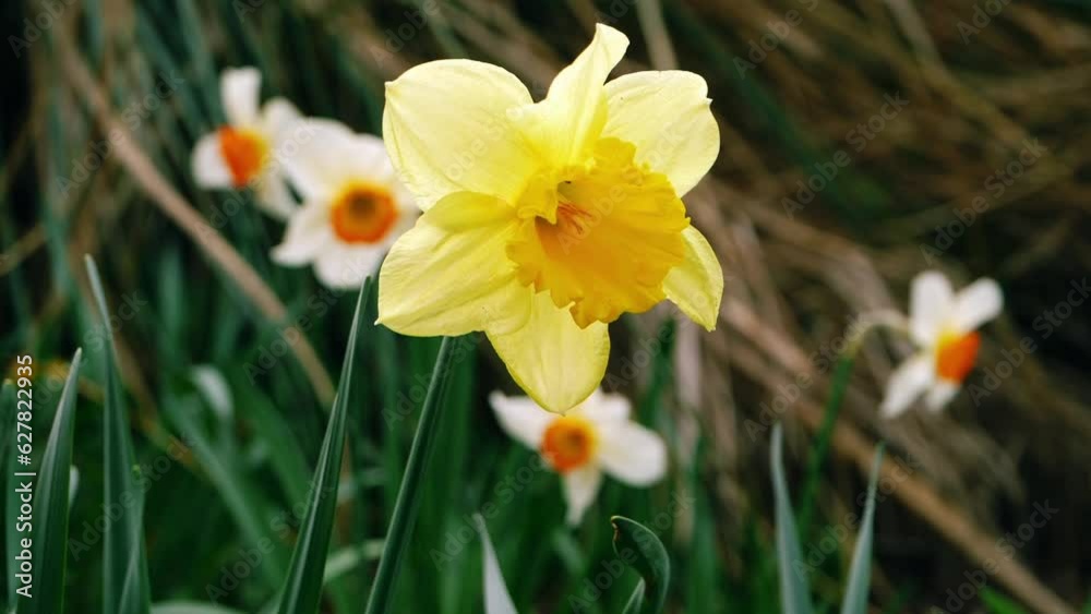 Daffodil Narcissus flower growing in woodland park in springtime Daffodil Narcissus flower growing in woodland park in springtime