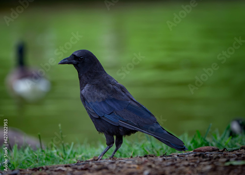 crow on the grass