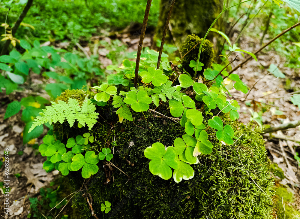 Photo of a fairy mossy stump. Fantasy forest atmosphere: clover leaves, small cute fern, green moss on an old felled tree. Cute outdoor background with wild botany. Photo of a fairy mossy stump. Fantasy forest atmosphere: clover leaves, small cute fern, green moss on an old felled tree. Cute outdoor background with wild botany.